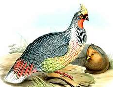 Blood Pheasant