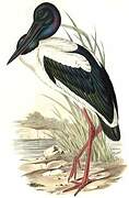 Black-necked Stork