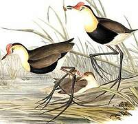 Comb-crested Jacana