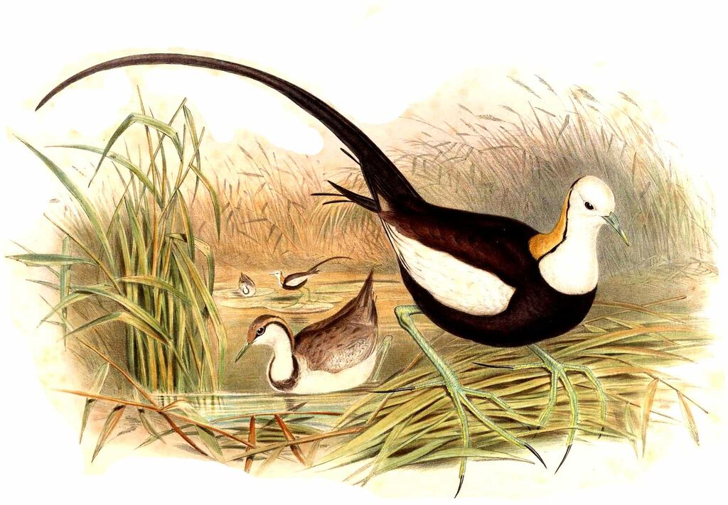 Pheasant-tailed Jacana