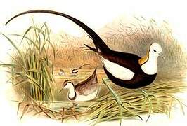 Pheasant-tailed Jacana