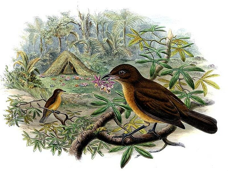 Vogelkop Bowerbird