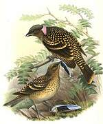 Western Bowerbird