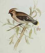 Bohemian Waxwing