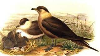 Parasitic Jaeger