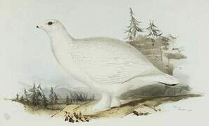 White-tailed Ptarmigan