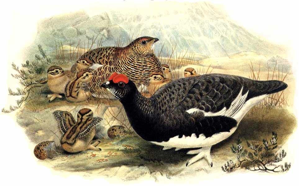 Rock Ptarmigan