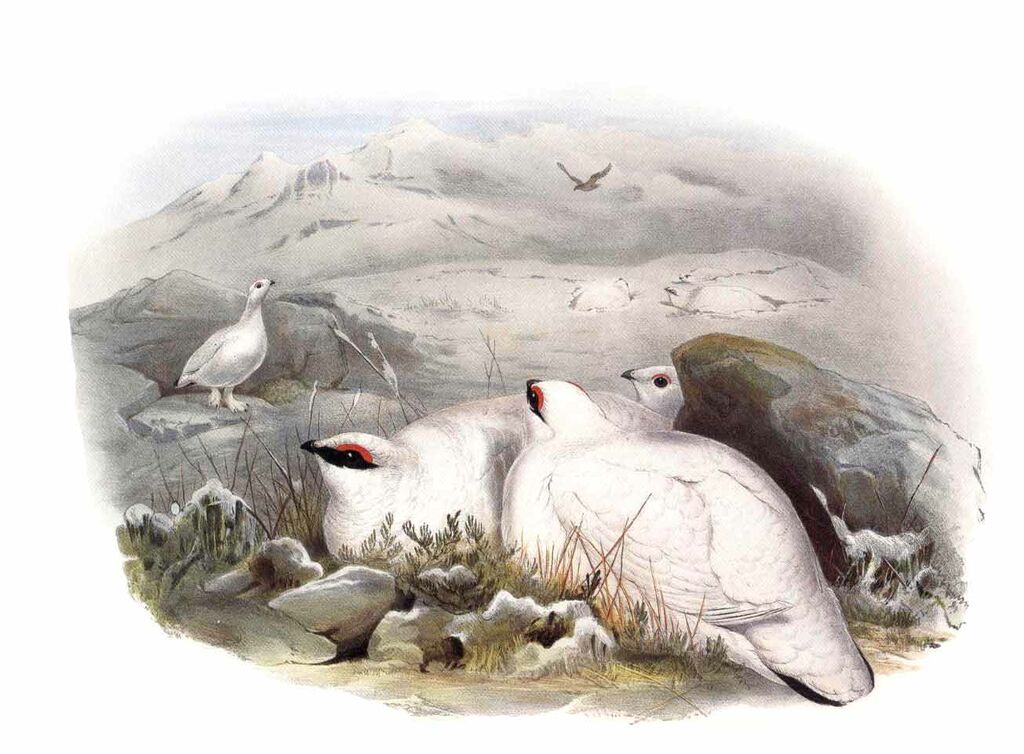 Rock Ptarmigan