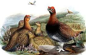 Red Grouse
