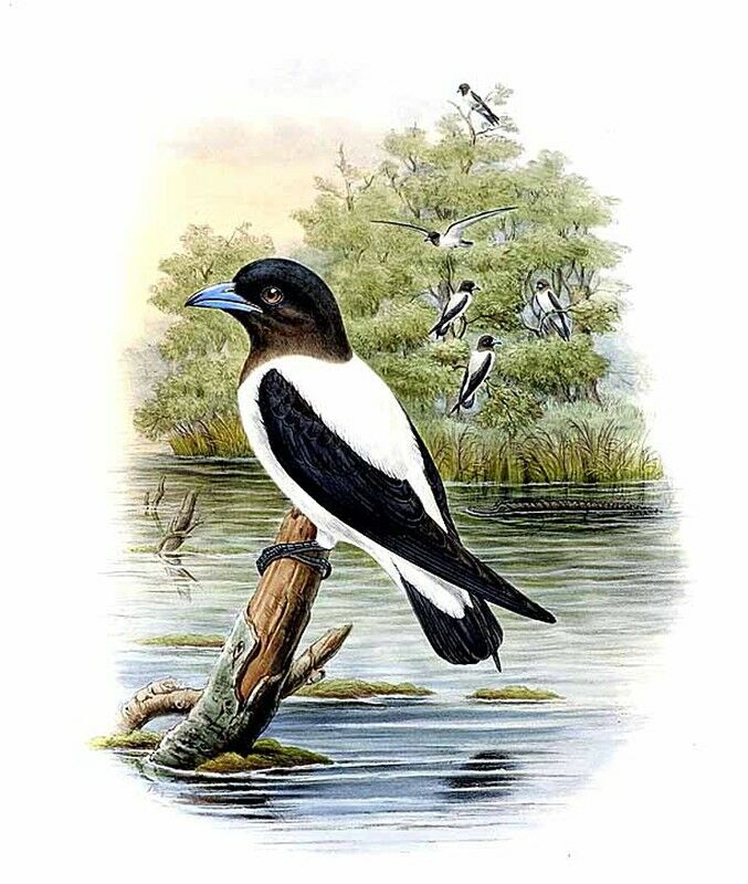 Ivory-backed Woodswallow