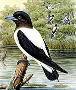 Ivory-backed Woodswallow