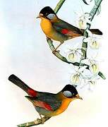 Silver-eared Mesia