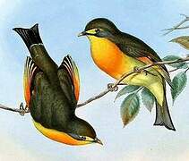 Red-billed Leiothrix