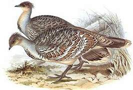 Malleefowl