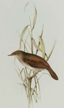 River Warbler