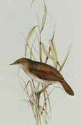 River Warbler