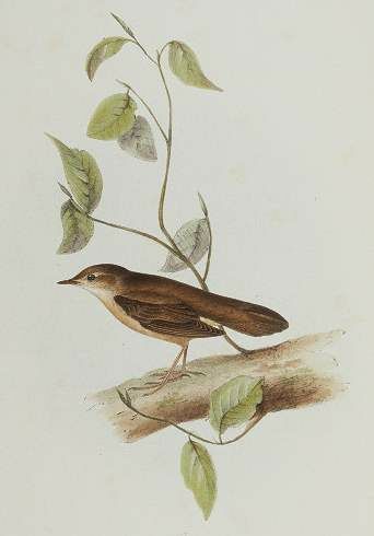 Savi's Warbler