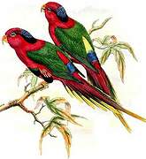 Josephine's Lorikeet