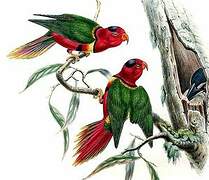 Duchess Lorikeet