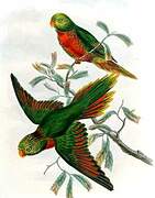 Orange-billed Lorikeet