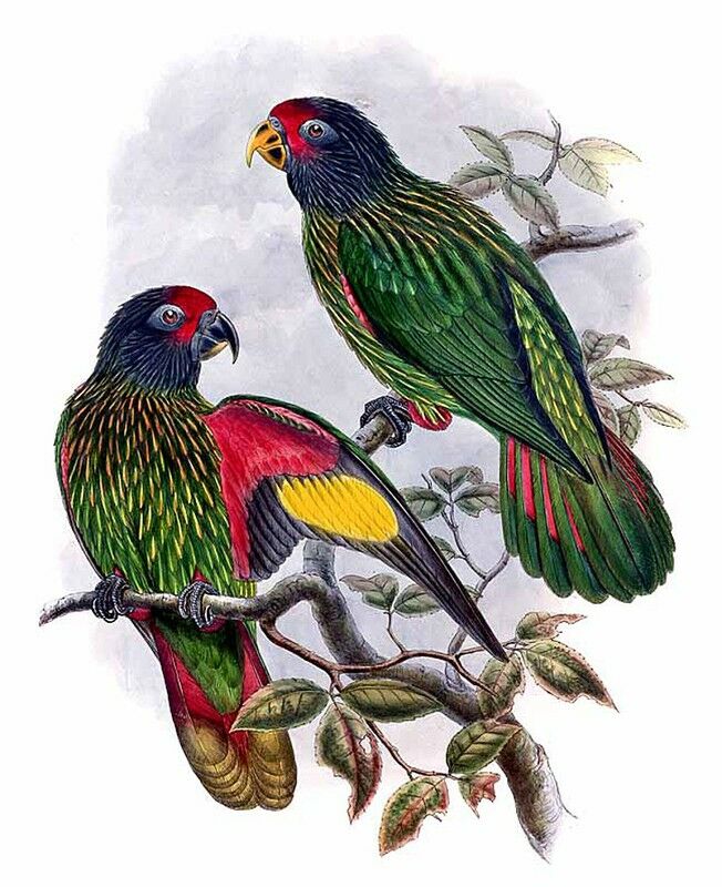 Yellow-streaked Lory