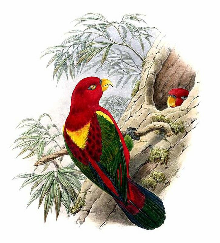 Chattering Lory