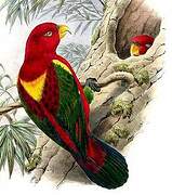 Chattering Lory