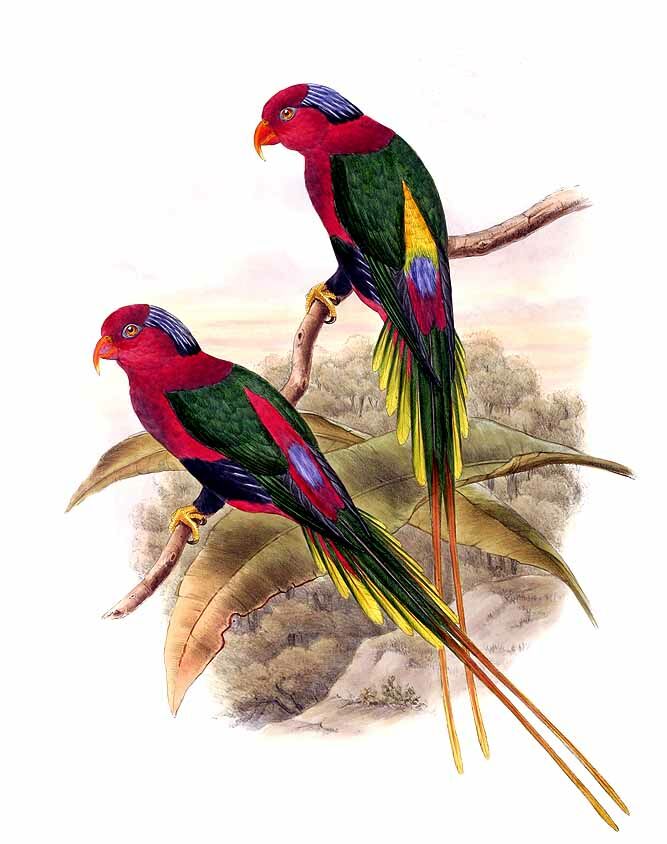 West Papuan Lorikeet