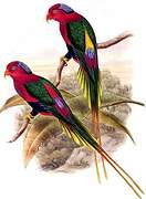 Papuan Lorikeet