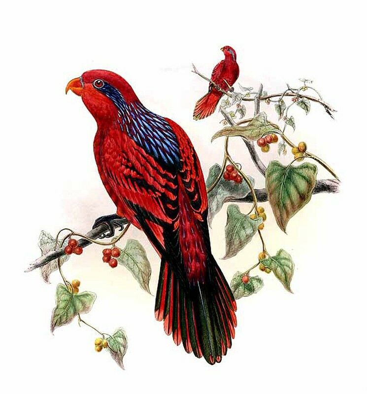 Blue-streaked Lory