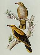 Eurasian Golden Oriole