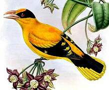 Black-naped Oriole