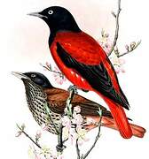 Maroon Oriole