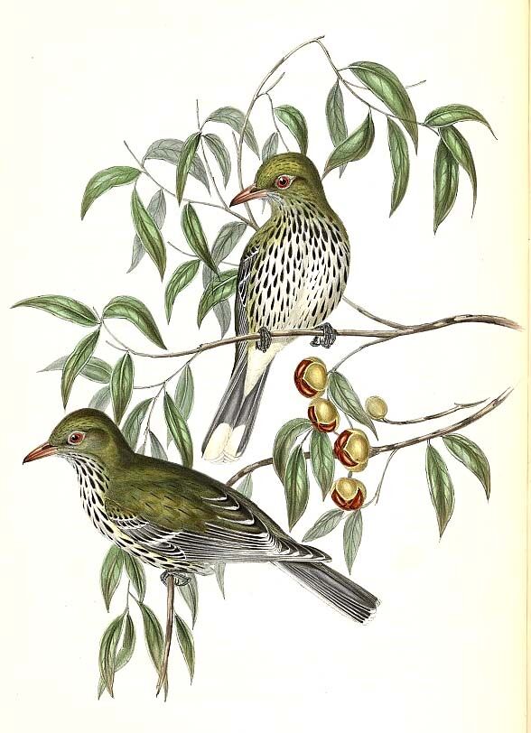 Olive-backed Oriole