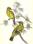 Green Oriole