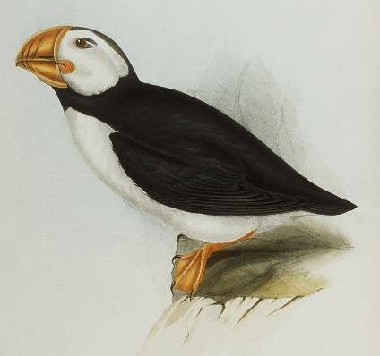 Atlantic Puffin