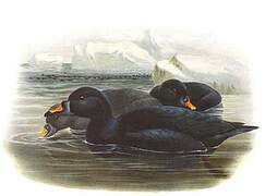 Common Scoter