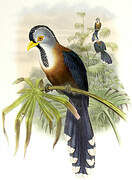 Scale-feathered Malkoha