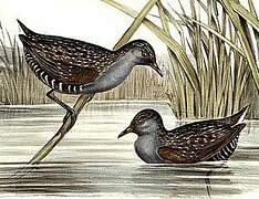 Australian Crake