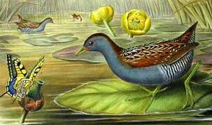 Baillon's Crake