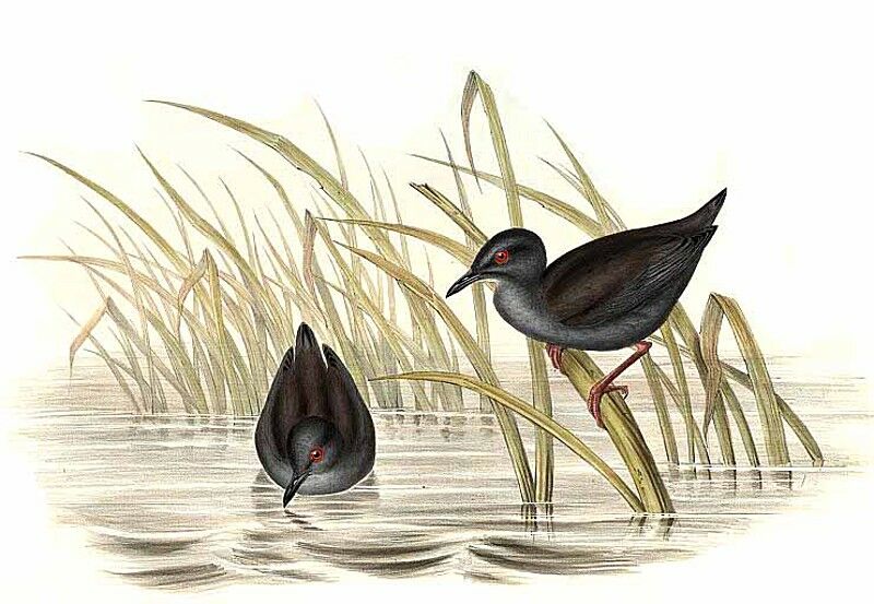 Spotless Crake