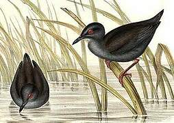 Spotless Crake