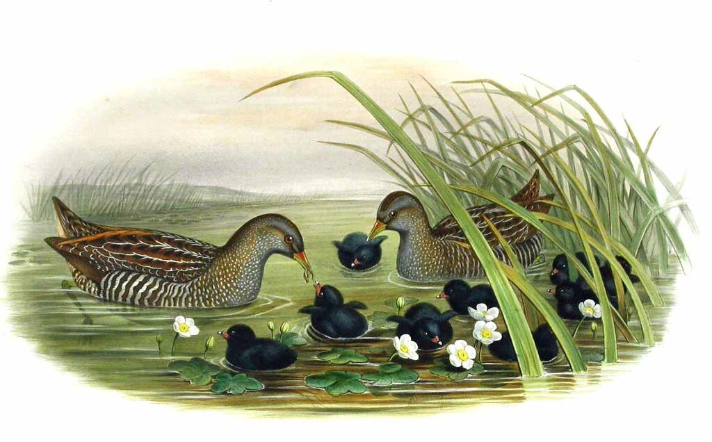 Spotted Crake