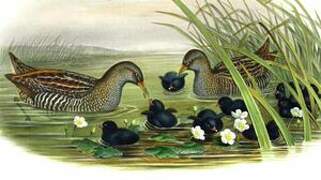 Spotted Crake