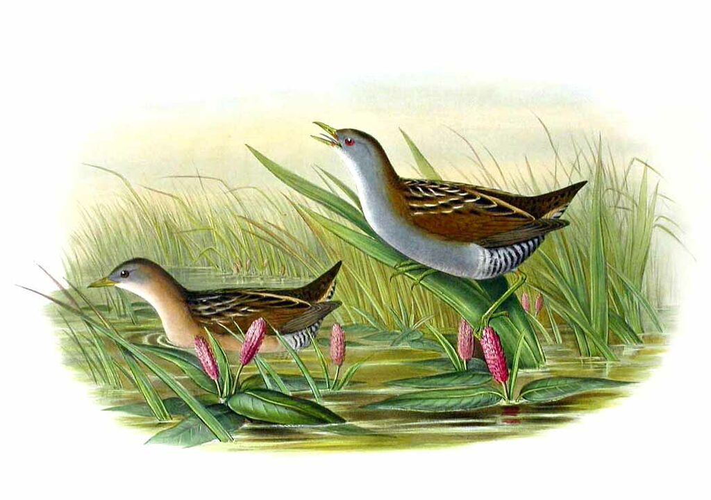 Little Crake