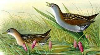 Little Crake