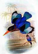 Javan Kingfisher