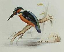 Common Kingfisher