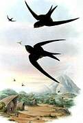 African Palm Swift