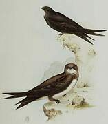 Common Swift